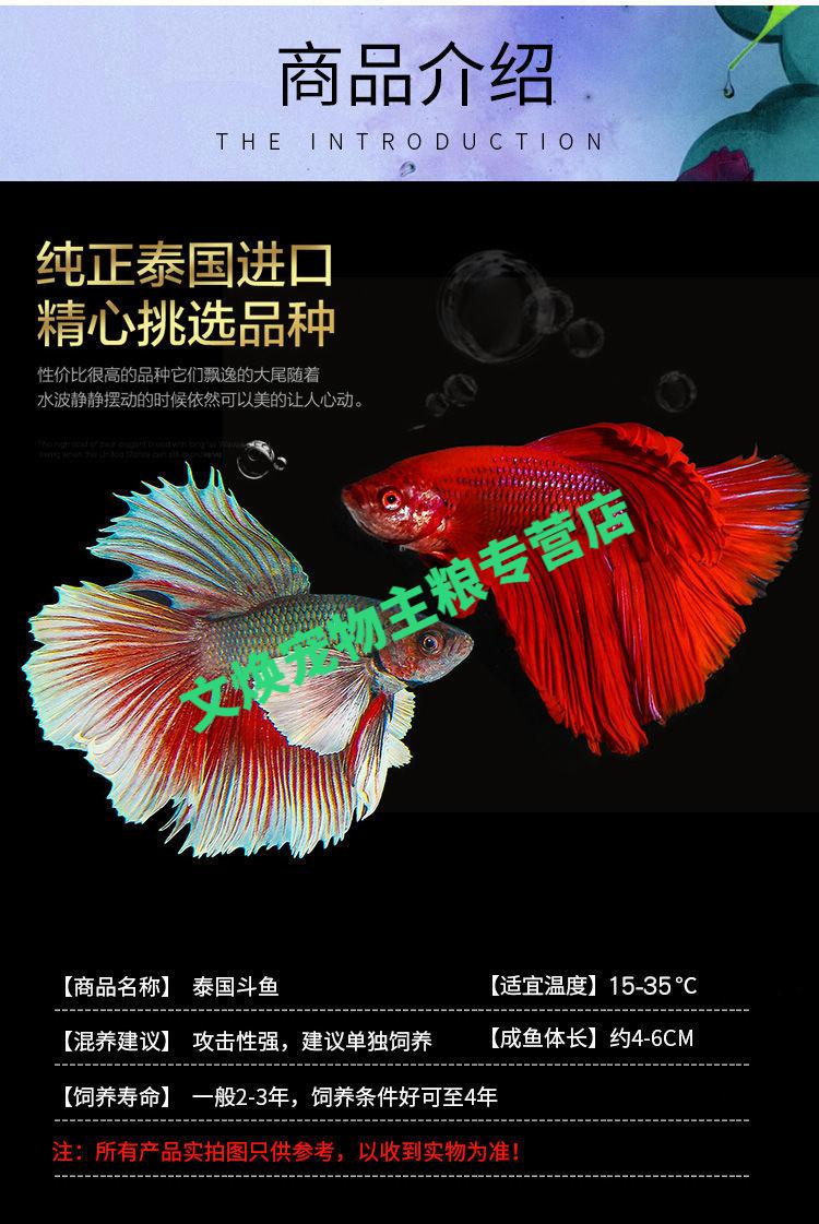 店鋪泰國鬥魚活魚半月馬尾獅王將軍糖果活體熱帶魚耐養耐活的觀賞魚