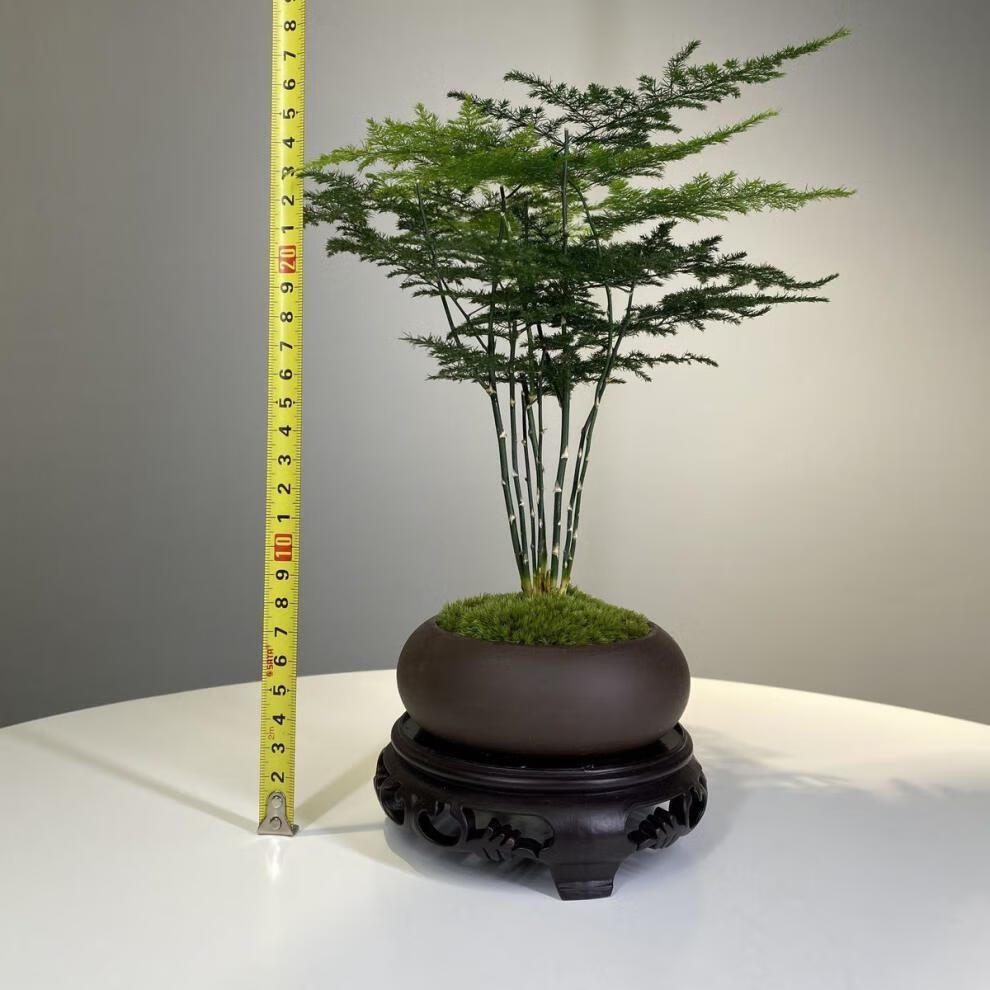 文竹盆栽绿植室内水土培植物云竹盆景代盆花卉四季常青辐射盆景 朵芮