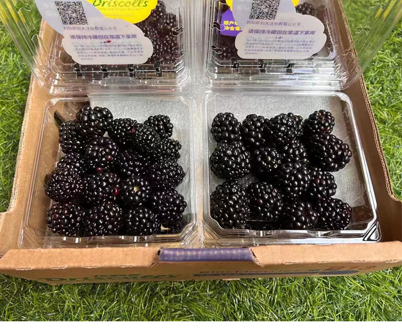 顺丰 当季新鲜怡颗莓黑莓水果黑树莓网红覆盆子 2盒 中果 14-17mm