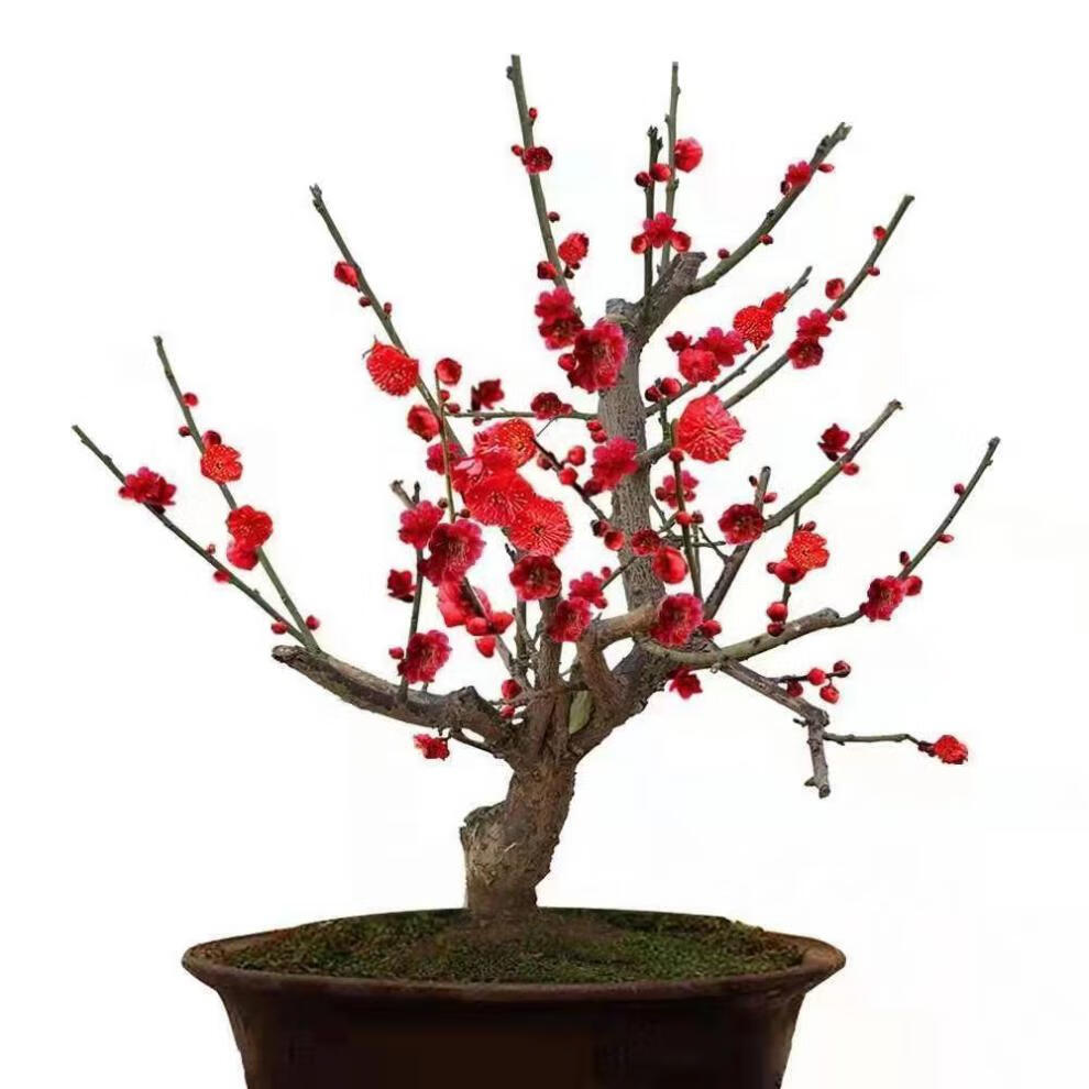 梅花盆栽树苗红梅老桩浓香型腊梅盆景海棠庭院阳台室内花卉推荐款红梅