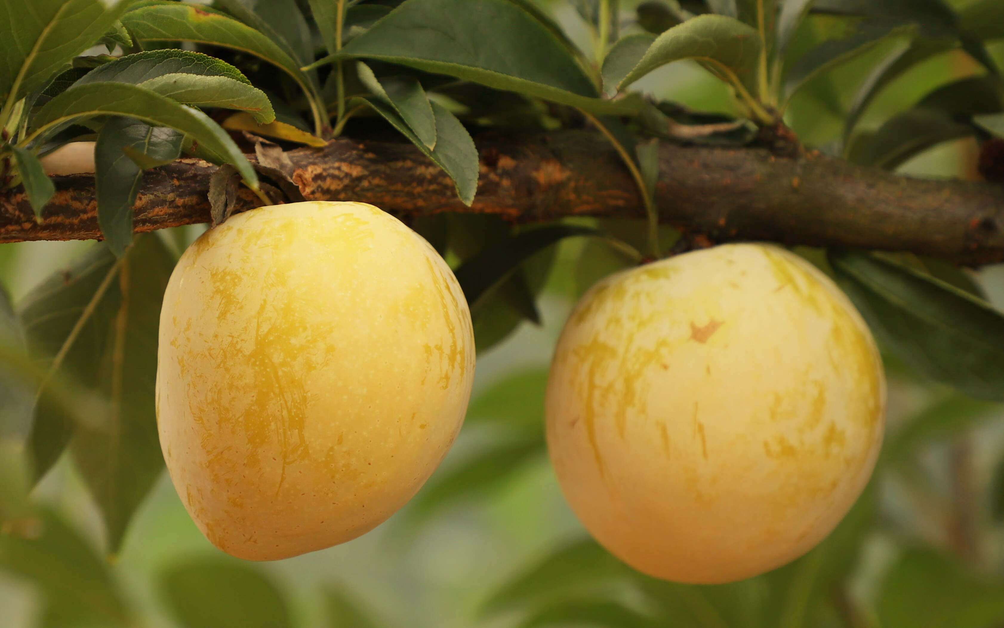 正宗湖南汝城文明黄金奈李5斤装甜李子新鲜现摘10斤当季水果特产坏果