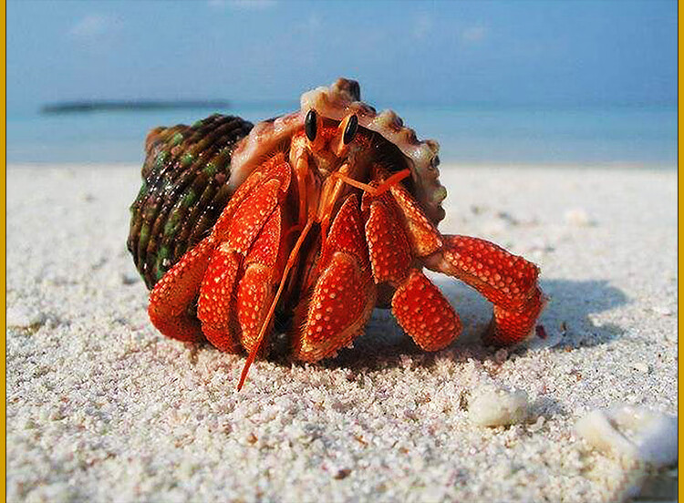 爬宠寄居蟹饲养套装礼物宠物活体草莓灰白短腕深紫凹足lila淡紫