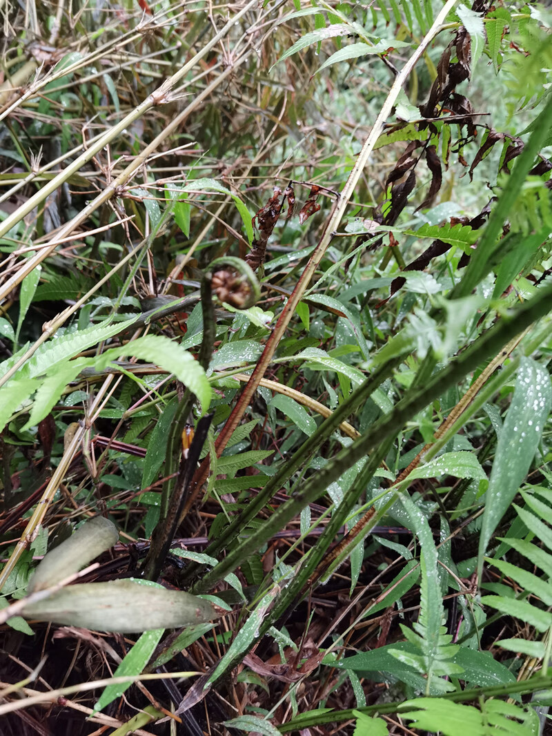 【新鲜现摘-特鲜嫩】广西蕨菜 凉拌菜 1-7斤龙爪菜 鲜嫩爽口水蕨菜 当