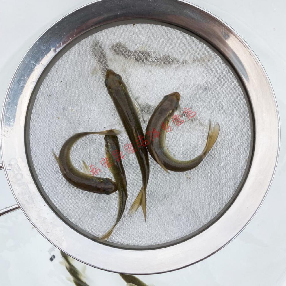 青鱼苗20公分特大正宗螺蛳淡水养殖活体水花鱼苗乌皖鱼灰螺丝青青鱼苗