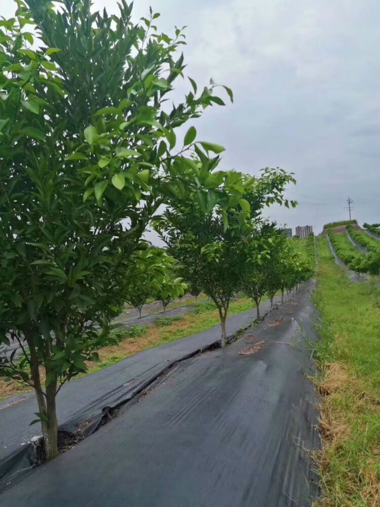 草布地布除草布农用地膜盖草果园果树遮草透气园艺地钉 16厘米地钉