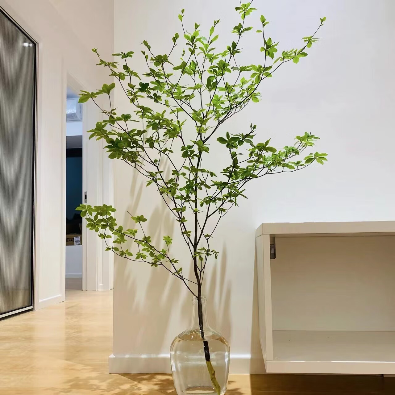 日本吊钟 进口水培鲜切枝 观叶水养网红植物客厅书房卧室落地绿植