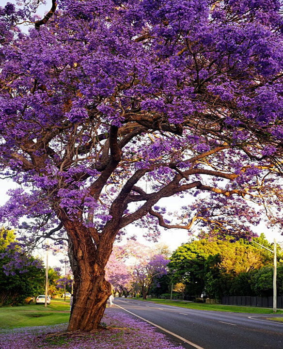 凤凰树小苗红花楹树苗庭院名贵风景树树苗四季绿化植物盆栽 凤凰木 1.
