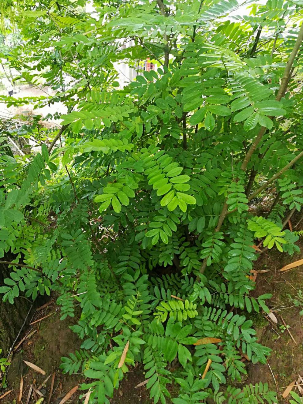 野生新鲜枫杨树叶子枫杨树根麻柳树叶杨树皮麻柳树皮麻柳根 error