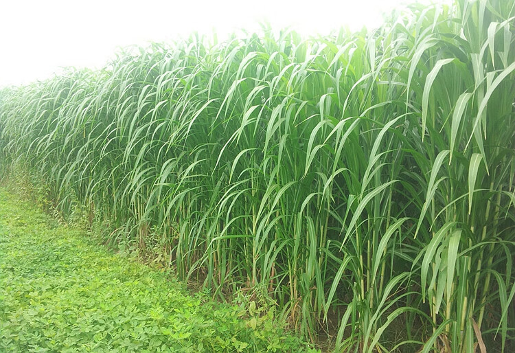 新型皇竹草种子巨菌草种子多年生牧草种子鸡鸭鹅猪牛羊鱼王草种籽楚风