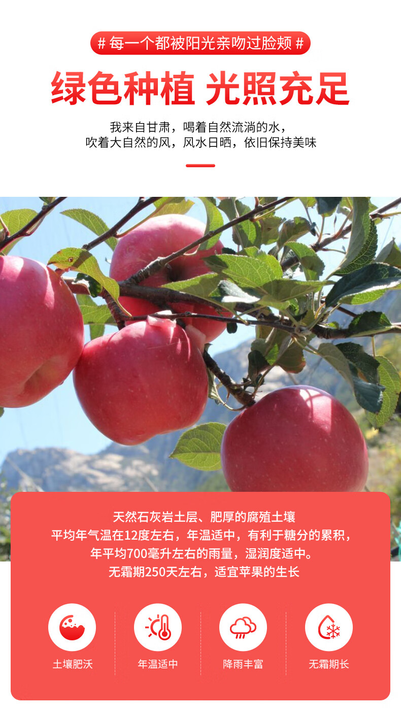 【甘肃雪原苹果】红富士水果新鲜脆甜当季整箱现摘天水萍果冰糖心丑