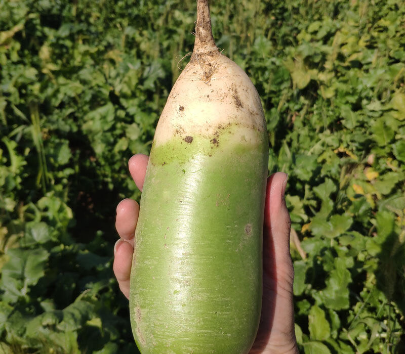 甘肃新鲜现挖水果绿萝卜窝萝卜青萝卜白萝卜农家自种蔬菜910斤水果绿