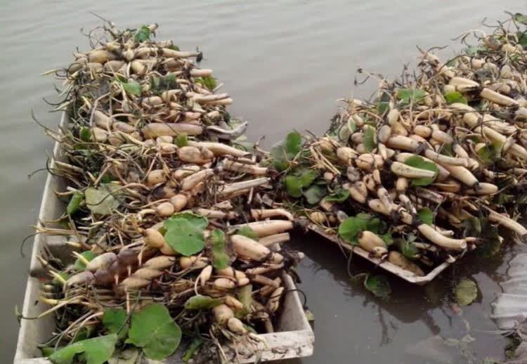 莲藕种根苗荷花苗盆栽水养莲花家庭食用池塘观赏睡莲水培四季种藕17号