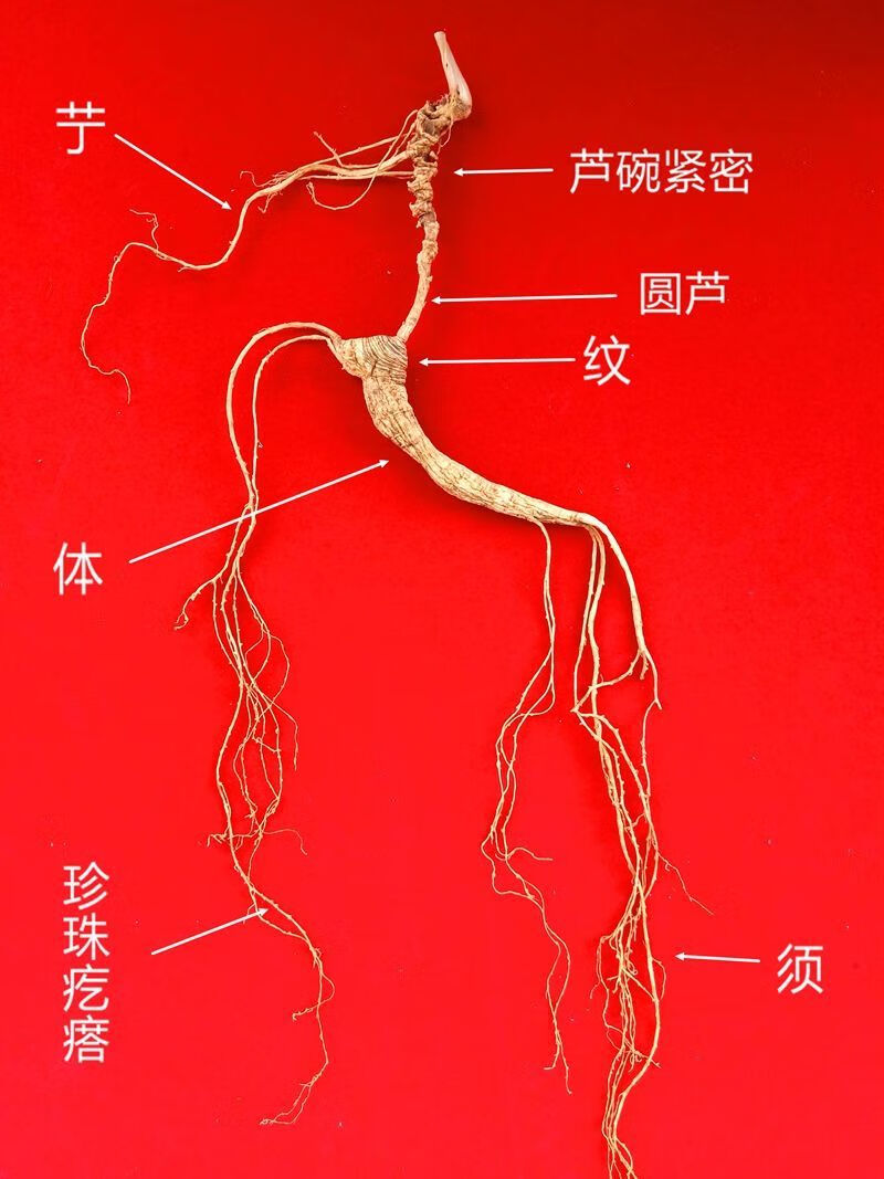 人参野山参长白山人参40年野生林下参正品正宗特级礼盒装特等野山参10