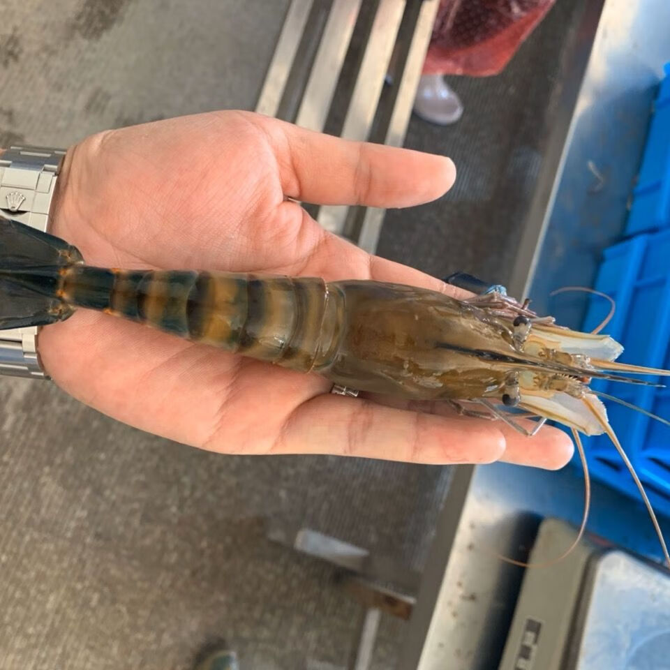 【淡水虾】罗氏沼虾大青虾泰国大青虾马拉西亚大虾罗氏虾淡水虾 大号