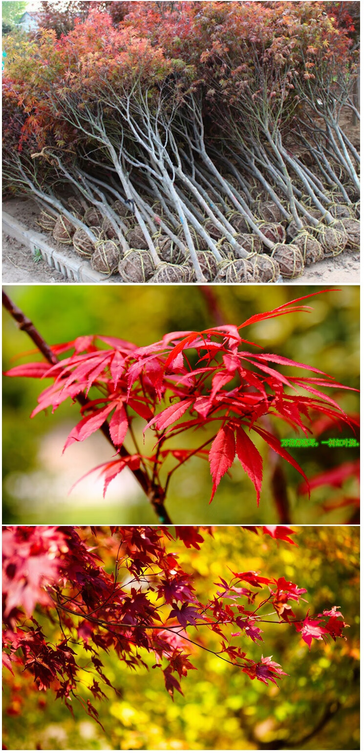 日本红枫树苗盆栽植物盆景老桩火焰中国常年红三四季红室内25公分粗