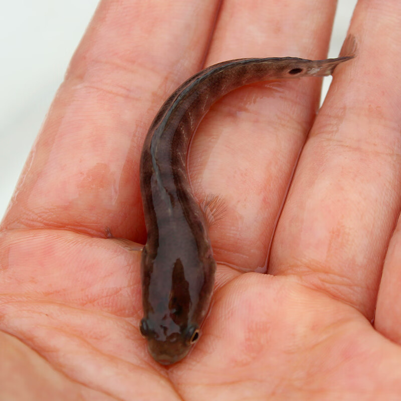 七星魚彩虹雷龍魚耐養冷水魚淡水魚活體兇猛彩虹雷龍活體 七星魚苗2條