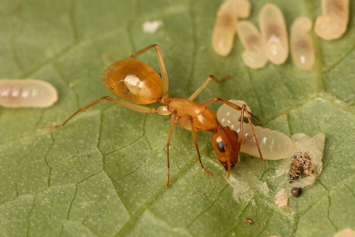 由子全黄黄金土耳其弓背蚁 camponotus turcestanus活体宠物蚂蚁工坊