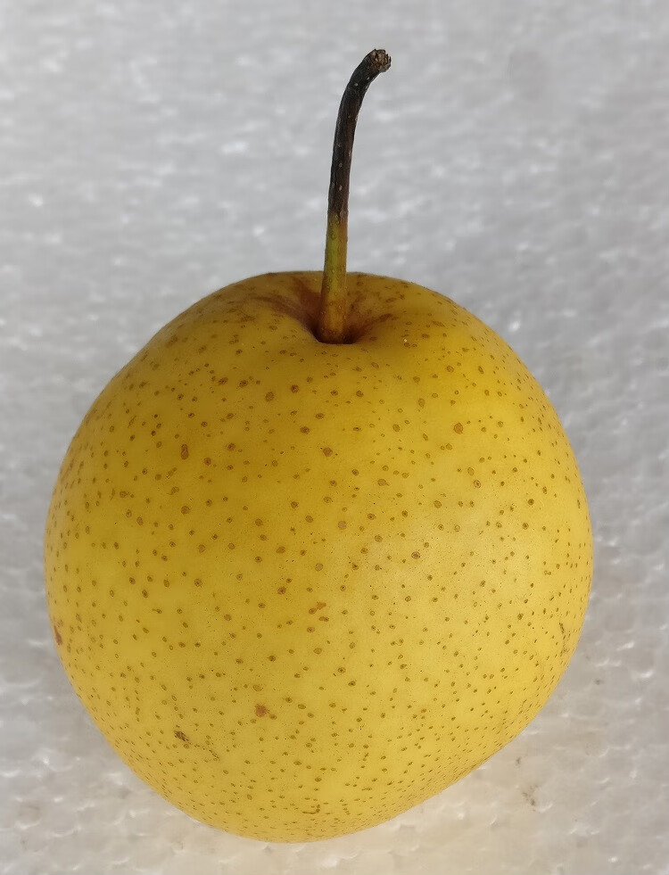 东北辽宁特产绥中大白梨秋白梨当季新鲜水果产地果农自产自销大果5斤
