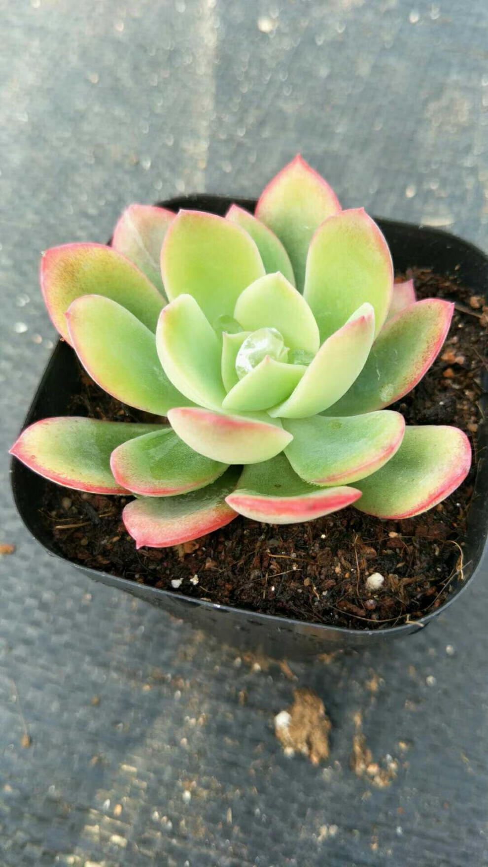 绮罗 多肉植物多肉植物肉肉植物状态好 绮罗5-6公分左右单头 裸根不