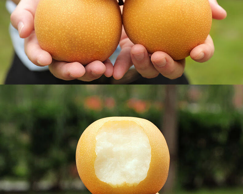 山东秋月梨新鲜水果薄皮多汁正宗梨子黄皮梨 【特大果】【10斤带箱】