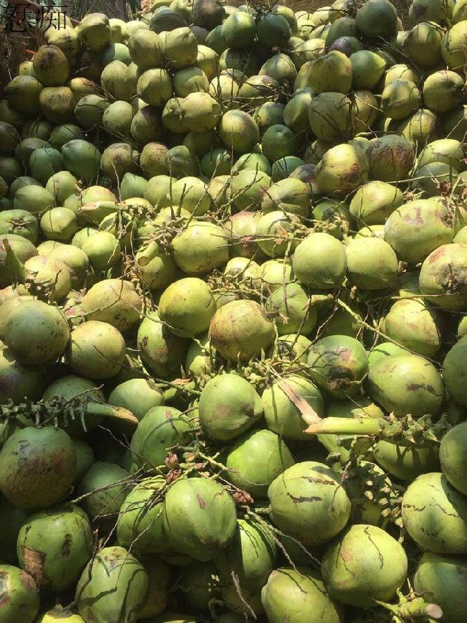 椰子整箱批发 汁多肉香 (保鲜8个装) 海南正宗现摘白椰【精品果】