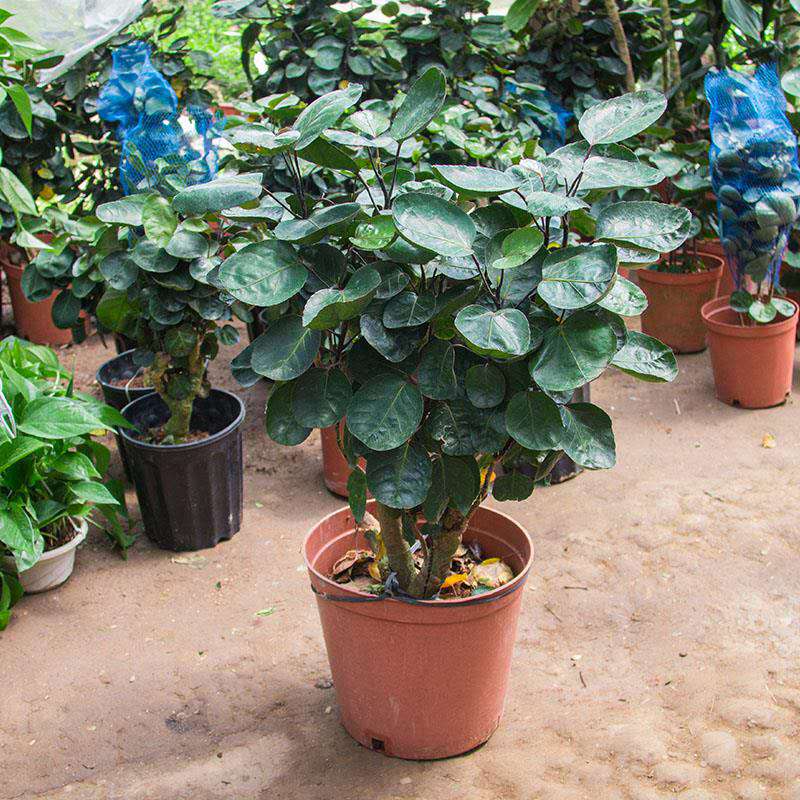 金钱兜盆栽大福禄桐钱树室内客厅绿植z5金钱兜30厘米不含盆