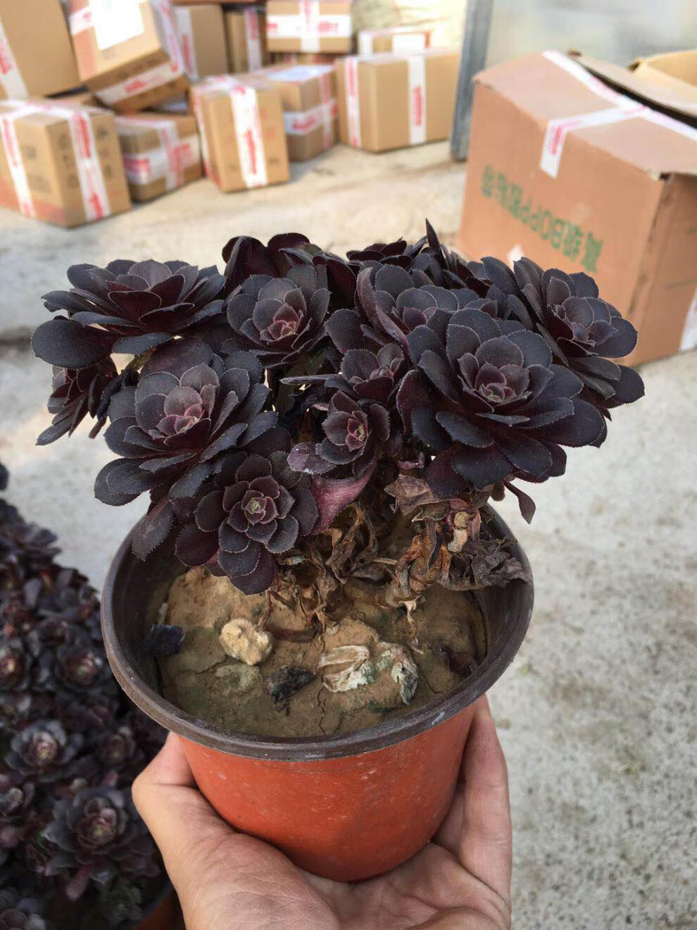 法师老桩群生多头枯法师红腹轮锦多肉盆栽花卉绿植植物 璀璨单头带杆