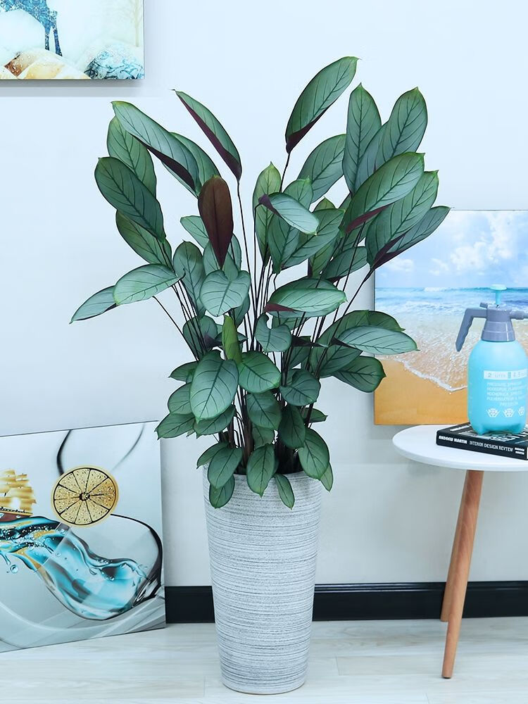 新飞羽北欧老飞芋紫背波浪竹芋室内落地大型绿植孔雀彩虹茱萸新飞羽