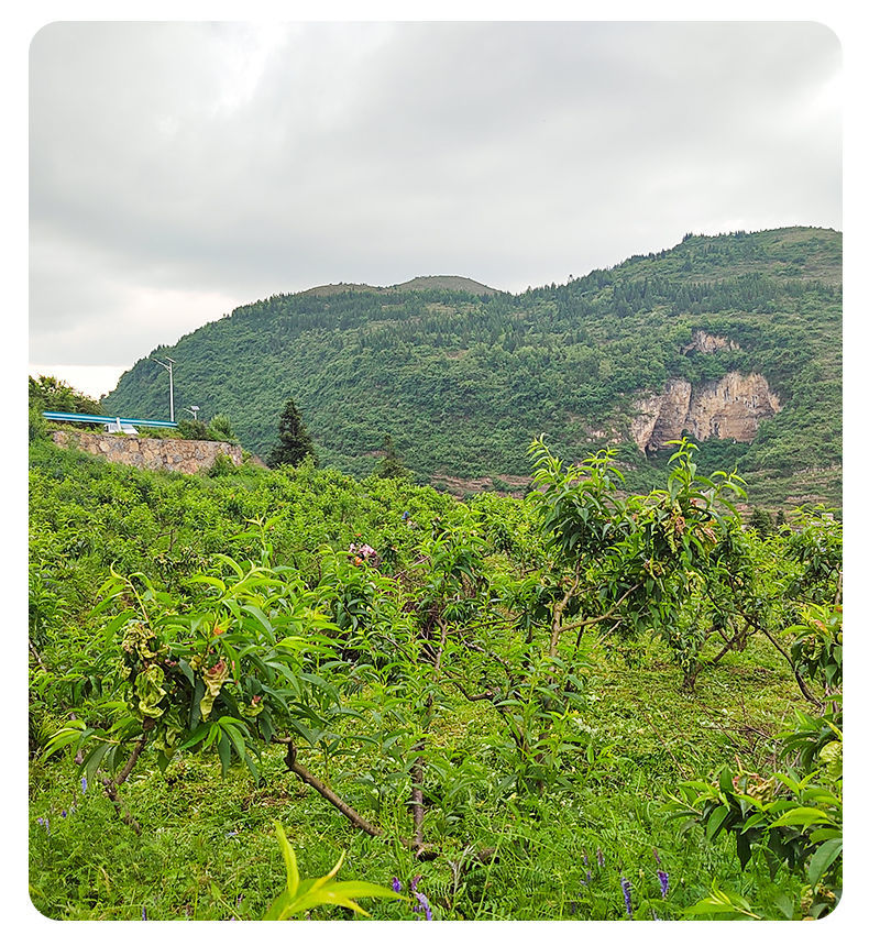 贵州特产现货新鲜清脆李子正宗大个江干李脆甜脱骨李孕妇水果批发