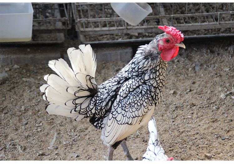 幼苗宠物鸡小体型青年鸡采缇 白色波兰2到3个月大(2公2母)【图片 价格
