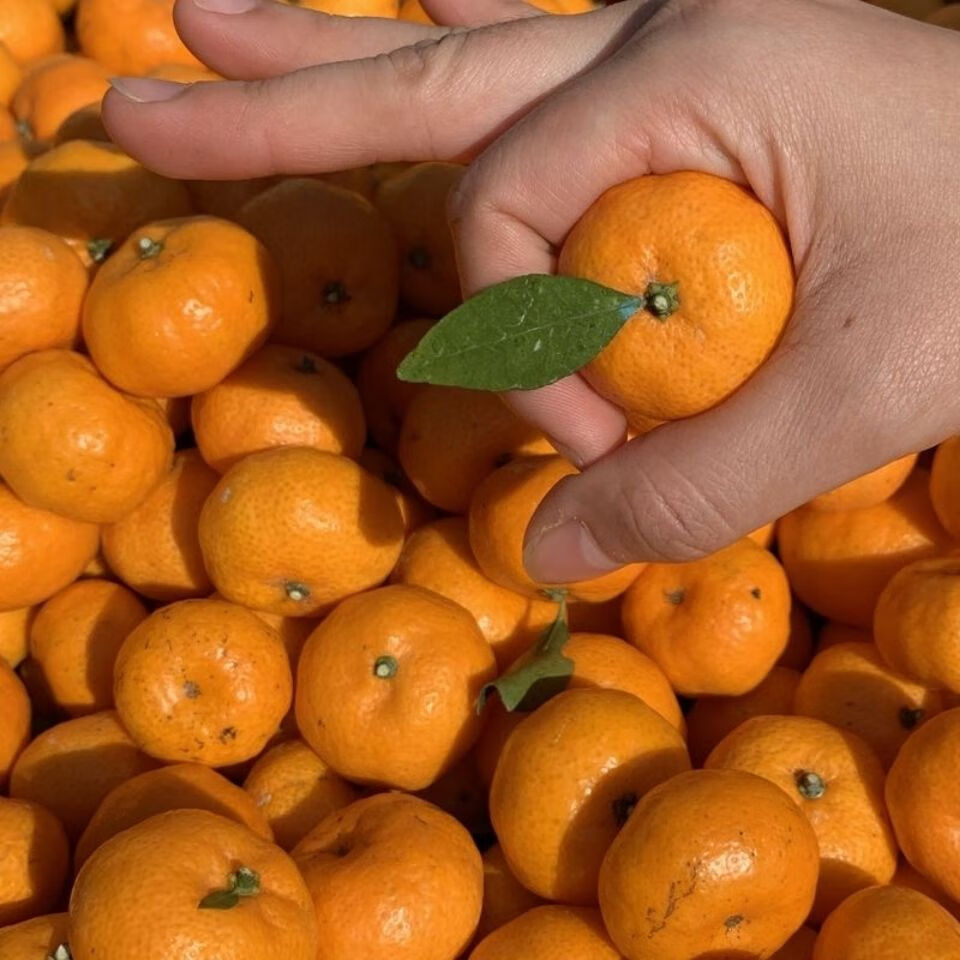 江西南丰蜜桔薄皮超甜贡桔新鲜水果应季沙糖桔小橘子南丰小桔带箱910