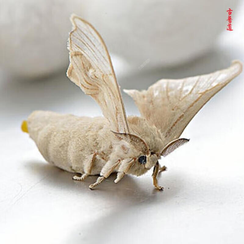 古普道中药材选装雌蚕蛾 雌蛾 白蚕蛾 精选干货(加急发货) 100g