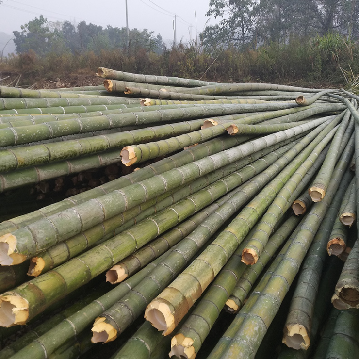 竹竿竹杆3米4米5米6米长竹竿粗大毛竹泥之昕楠竹竹子搭架竹竿子晾衣杆