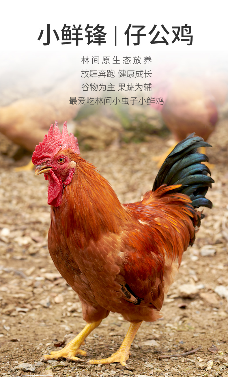 松滋鸡小鲜锋仔公鸡农家散养土公鸡肉整鸡生鲜走地