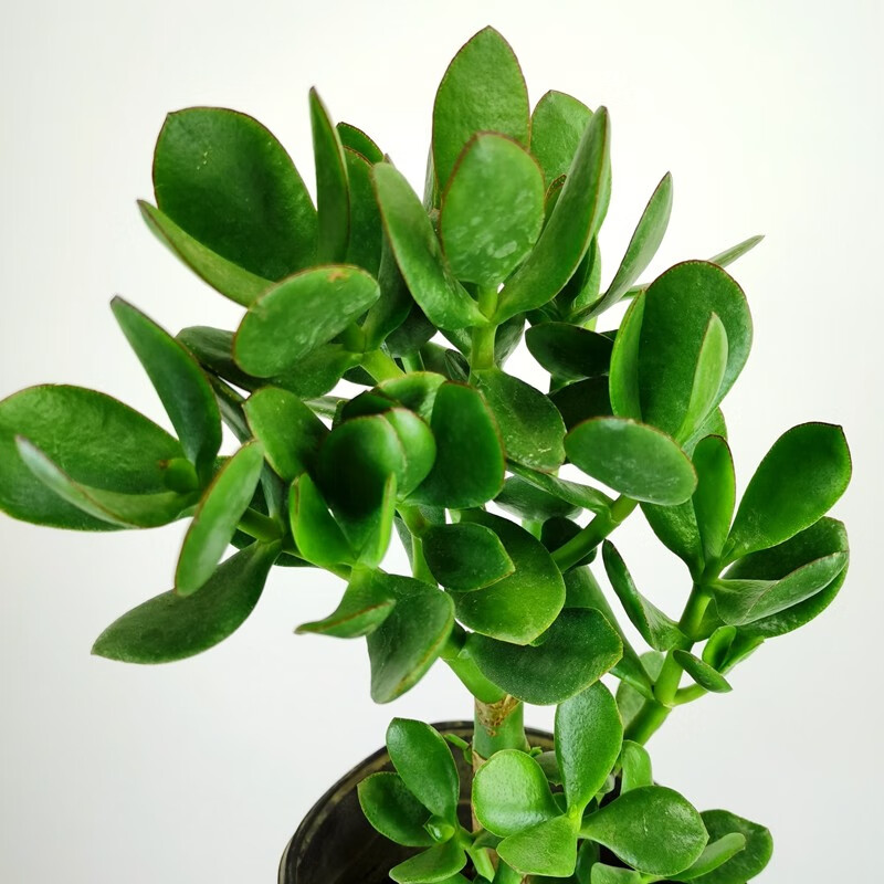 玉树盆栽苗老桩大叶玉树花植物 多肉燕子掌室内客厅绿植花卉 高度40