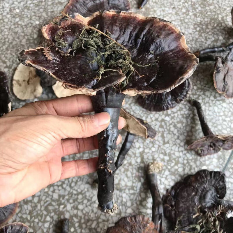 构趣紫灵芝 黑灵芝梅州深山采摘长柄不苦整枝菌味香煲汤泡茶煮水 野生