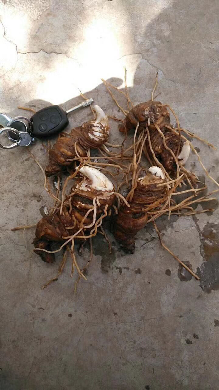 【官方旗舰】新鲜大个头重楼云南粉质滇重楼大个头七叶一枝花 新鲜