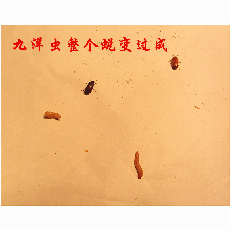 九龙虫洋虫宠物虫活体长命虫10克约750只