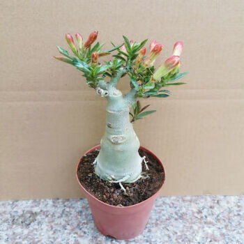 四季嫁接开花不断阳台花卉多肉植物 朵芮蜜 中款沙漠玫瑰(带花苞发货)