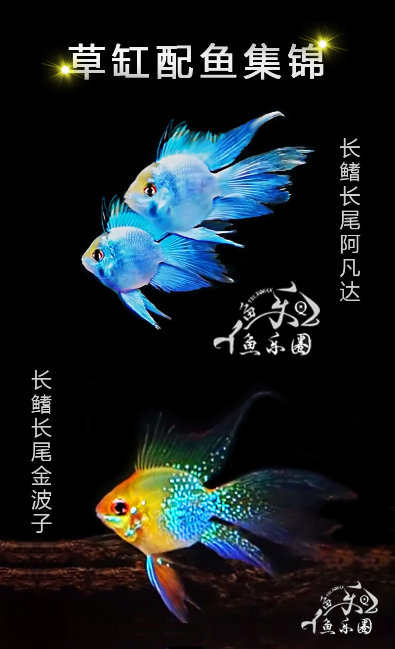 5-3cm阿凡达2条  备损一条备损共3条【图