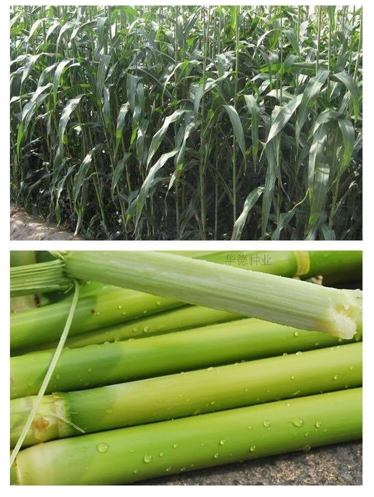 绿色甘蔗种籽甜杆高粱子高糖汁多北方水果春秋夏季四季种植农家孑