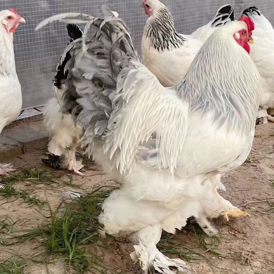 进口婆罗门鸡苗活体婆罗门受精卵巨型鸡一代进口观赏鸡蛋大红袍樊天鸡