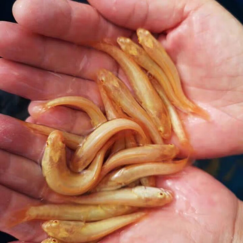 推荐】黄金黑鱼红眼黄化黑鱼苗变异黄化黑鱼苗黄金雷龙白化黑鱼黄化鱼