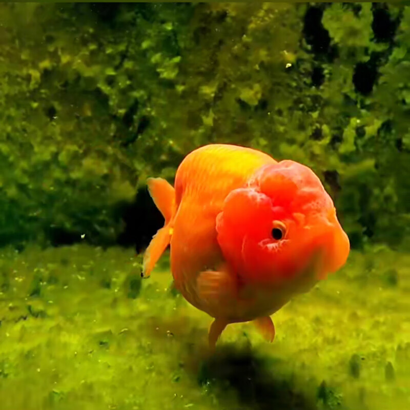 嘉瑰兰寿黑淡水鱼苗波妞玉兔红白精品冷水观赏鱼耐活好养小型金鱼活鱼