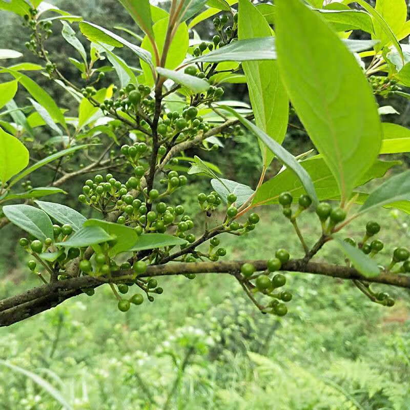 湖南怀化特产山胡椒山苍子山椒子木姜子现摘货250g