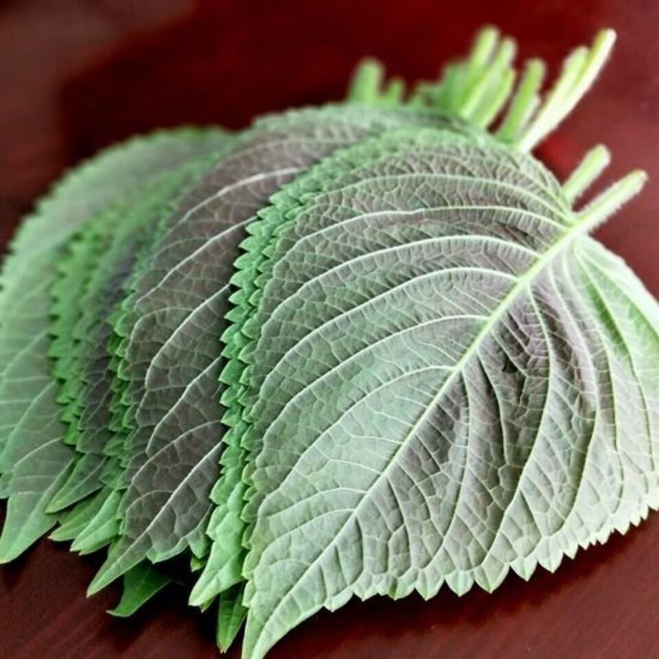 苏子叶新鲜蔬菜韩式烤肉料理农家包饭包肉当季叶菜可食用苏叶500g175