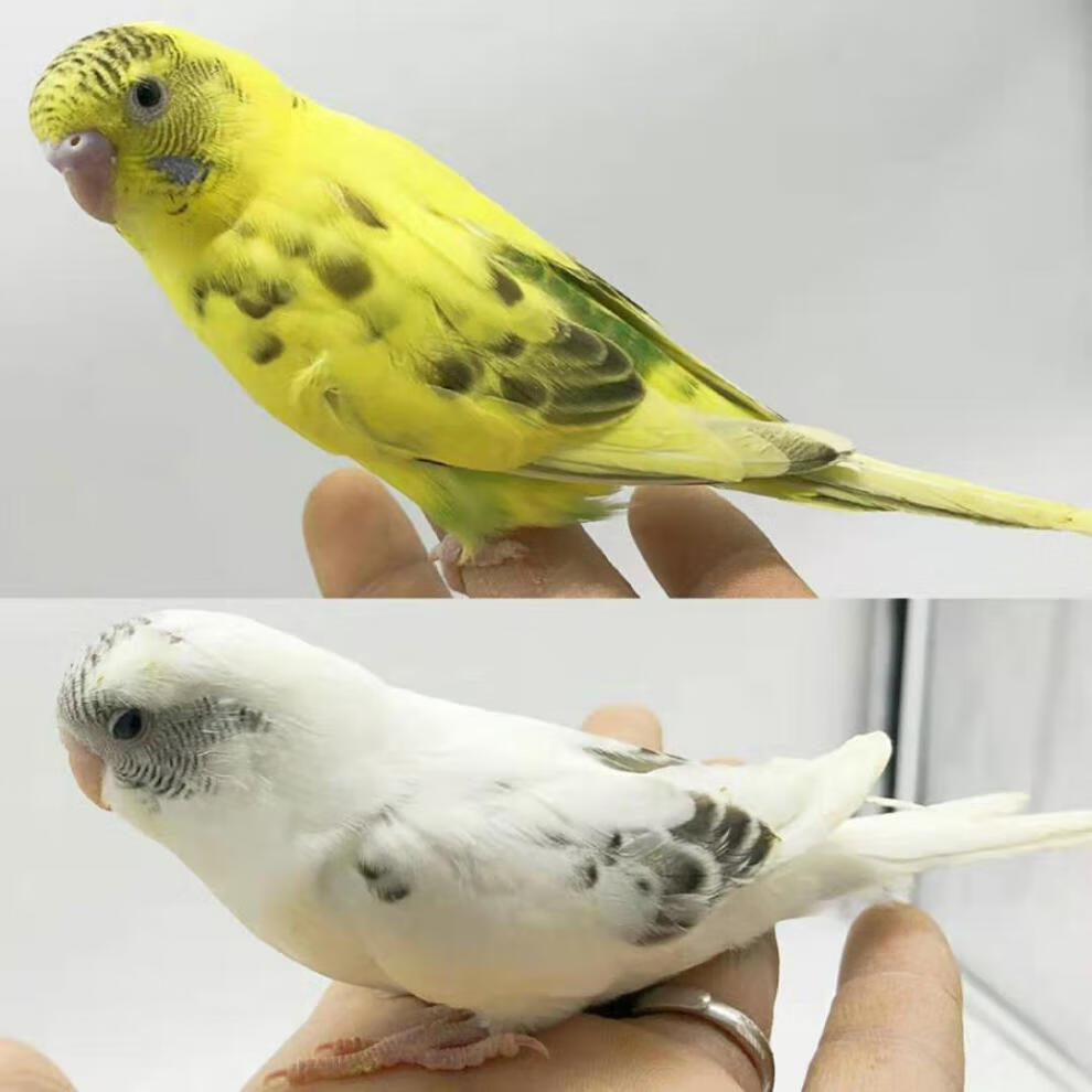 虎皮鹦鹉鹦鹉活体说话鸟中大型鸟玄凤鹦鹉鸡冠鹦鹉手玩鸟活体鹦鹉 白
