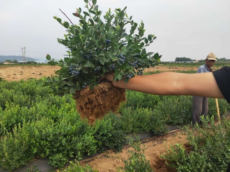 新品种矮丛蓝莓苗盆栽庭院果树苗南方北方种植当年结果高丛兔眼蓝莓