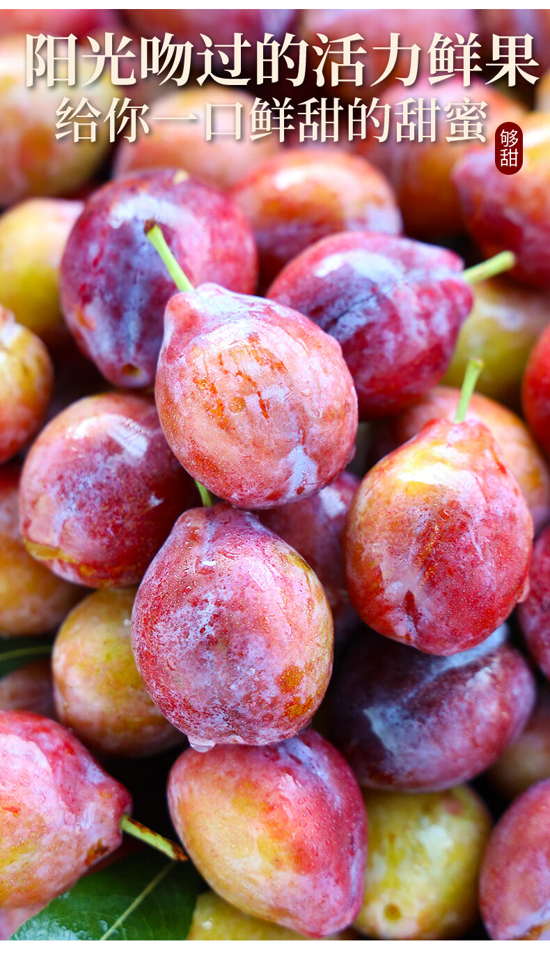 新疆西梅新鲜法兰西西梅应季水果整箱礼盒爆甜喀什西梅中秋送礼 3斤