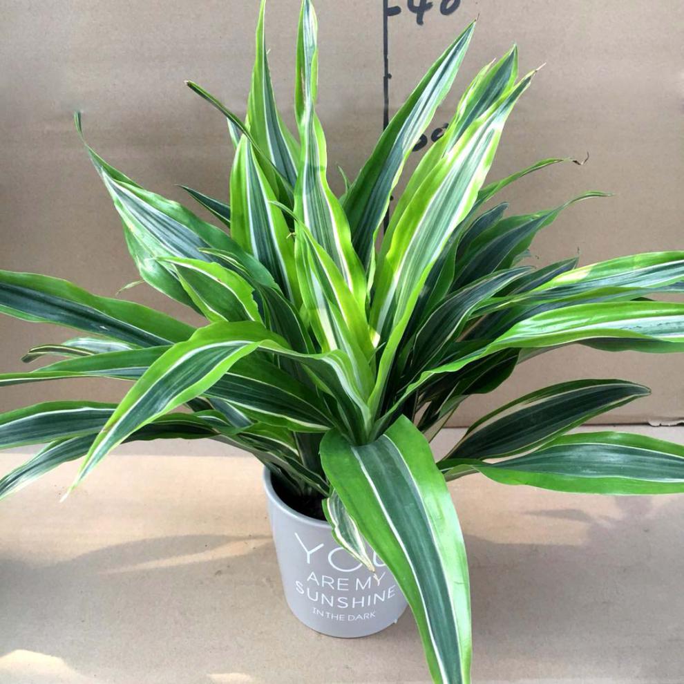 巴西美人盆栽金边龙血树室内客厅阳台四季常青花卉大植物巴西美人90